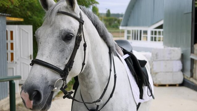 A portrait of a white horse in a paddock, with a woman, a farmer, cleaning the horse's hoof with a brush. The horse is equipped with a harness and saddle.