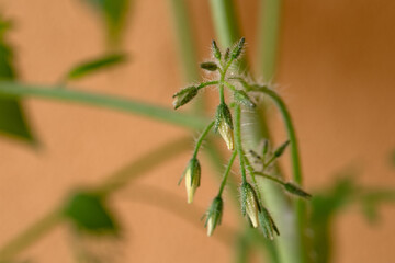 Macro photo the begging of flowering of a branch of cherry tomatoes 