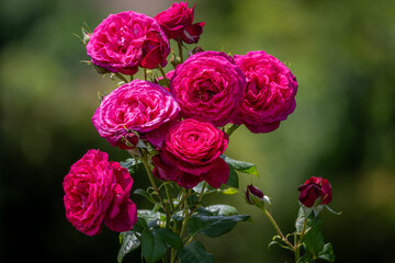 茨城フラワーパークの満開のバラ