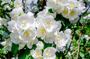 Obraz premium Blooming jasmine, white flowers on bushes in sunlight