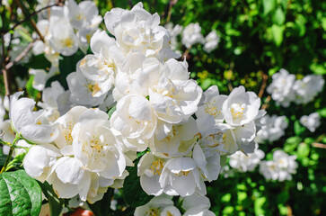 Jasmine, white flowers on branches in garden. Spring flowering o