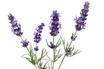 Naklejka premium Lavender flowers isolated on transparent background