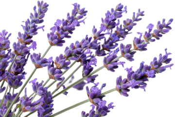 Lavender flowers isolated on transparent background