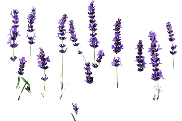 Lavender flowers isolated on transparent background