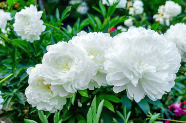 Large white peony flower on green bush