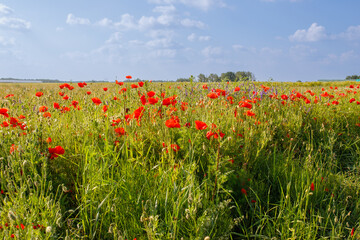 Poppy in beautiful meadows in summer