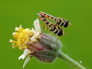 spider on leaf