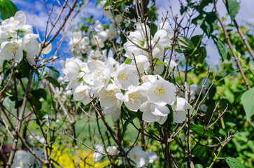Jasmine, white flowers on branches in garden. Spring flowering of fragrant flowers.