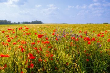 Poppy in beautiful meadows in summer