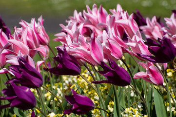 Lovely tulips blossom in the garden