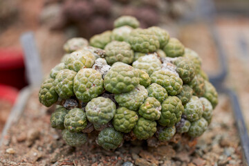 Fototapeta premium beautiful image with cactus of different species in a blurred background