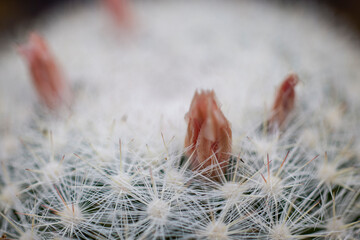 Obraz premium beautiful image with cactus of different species in a blurred background