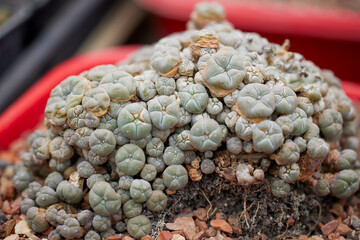 beautiful image with cactus of different species in a blurred background