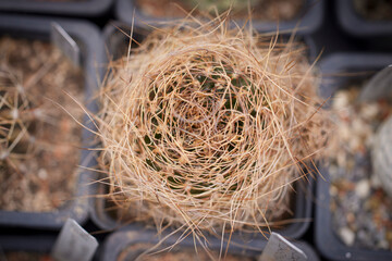 beautiful image with cactus of different species in a blurred background