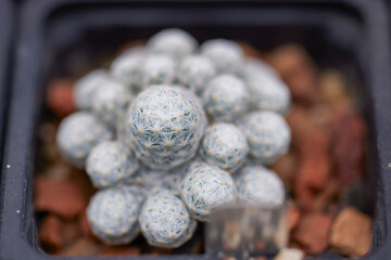 beautiful image with cactus of different species in a blurred background