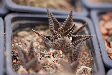 beautiful image with cactus of different species in a blurred background