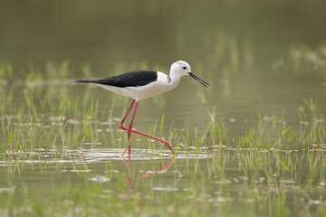 Black-winged stilt (Himantopus himantopus), very long-legged wader in the avocet and stilt family. Nature reserve of the Isonzo river mouth, Isola della Cona, Friuli Venezia Giulia, Italy.	