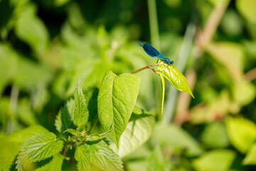 sitting dragonfly on a green leaf © TomaszGwóźdźFoto