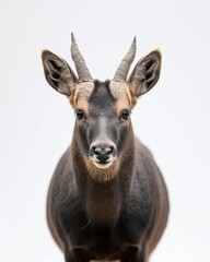 Obraz premium the Trioceros jacksonii white copy space on right Isolated on white background