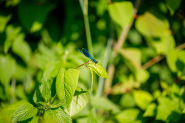 sitting dragonfly on a green leaf © TomaszGwóźdźFoto