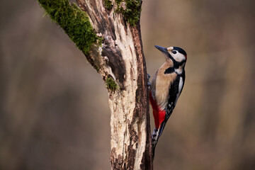 Great Spotted Woodpecker on a Tree Trunk
