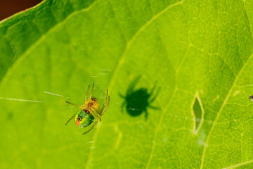 hanging spider on a green leaf