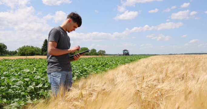 Young farmer with a tablet checking a ripe wheat field, in a background farm worker with tractor cultivating agricultural field. Beautiful sunny day with clouds in the blue sky