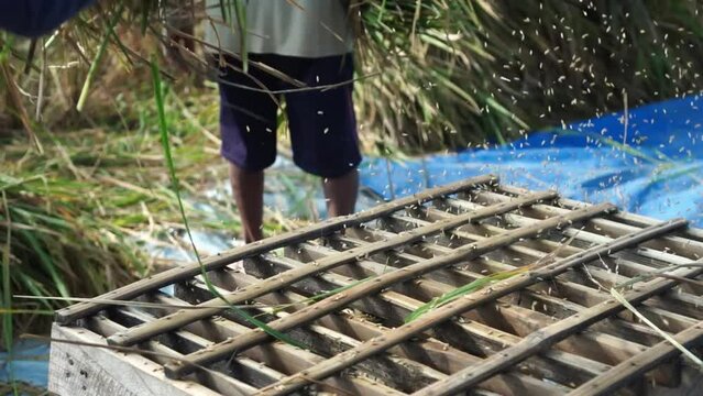 slow motion video of farmers threshing rice manually and traditionally using their hands in the rice fields during the harvest season