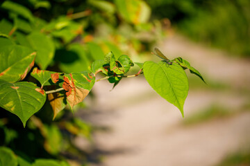 sitting dragonfly on a green leaf