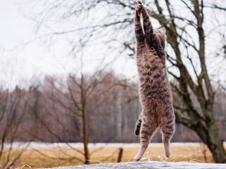 Cute tabby cat jumping on a trampoline to catch a toy. Nature background. Sport and hobby concept. Funny animal performance and entertainment. Showing off one skill theme.