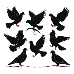 Six-set Pigeon silhouette on white background vector illustration.