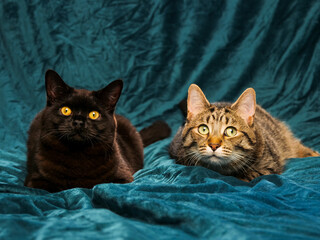 Black and tabby brown color cat on velvet cloth surface. Friends concept. Home pet studio shot.