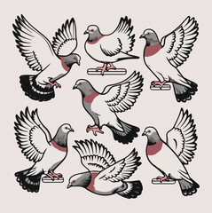 Six-set Pigeon silhouette on white background vector illustration.