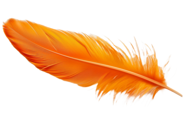 Orange feather isolated on transparent background