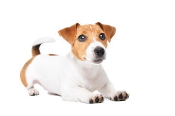 Cute Jack Russell Terrier puppy lying isolated on white background