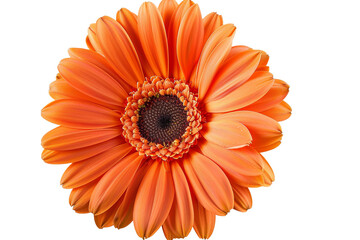 Orange flower isolated on transparent background