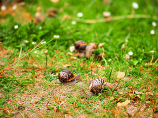 Big snails gathered on a field during mating season. Abstract dating and meeting new love flame concept. Growing theme.