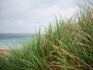 Tall green grass on a sandy dune and stunning turquoise color ocean water and blue cloudy sky. West coast of Ireland. Calm and relaxing mood. Travel and tourism. Irish landscape.