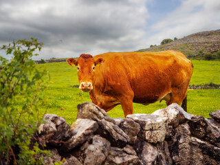A brown cow is grazing in a field behind a stone wall. The wall is made of large rocks. The scene is peaceful and serene, with the cow enjoying the grassy field. Farming in Ireland