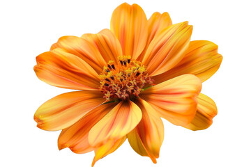 Orange flower on ground isolated on transparent background