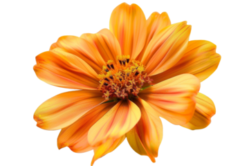 Orange flower on ground isolated on transparent background