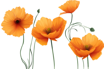 Orange flowers isolated on transparent background