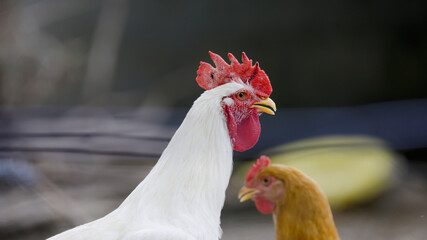 Broiler Chicken living on on the farmyard on the rural chicken free range farm.