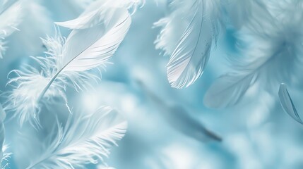 Obraz premium Soft white feathers on a light blue background.