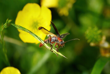 Cantharis rustica - Soldatenkäfer beim Abflug von einem Gras in einer Blumenwiese - Baden-Württemberg, Deutschland