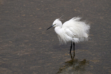 Seidenreiher (Egretta garzetta) mit aufgeschütteltem Prachtkleid steht im flachen Wasser - Arrecife, Lanzarote