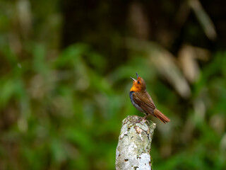 森の中で枯れ木に留まってさえずっているコマドリの雄