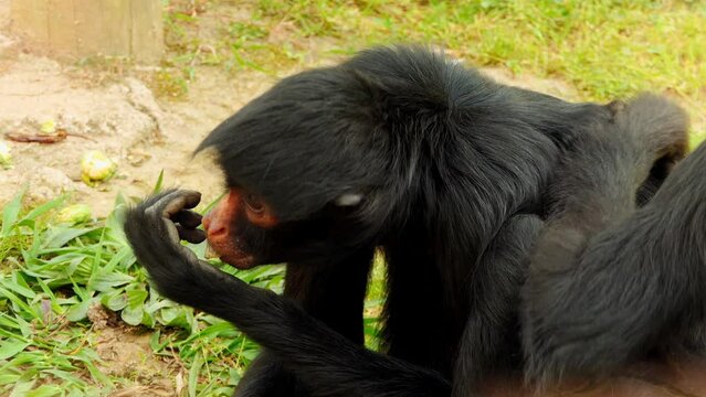 red-faced spider monkey (Ateles paniscus)