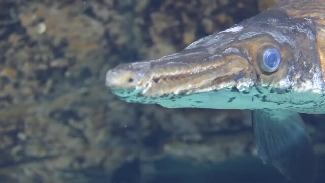 Longnose gar (Lepisosteus osseus), also known as needlenose gar and billy gar, is a highly evolved ray-finned fish in the family Lepisosteidae.