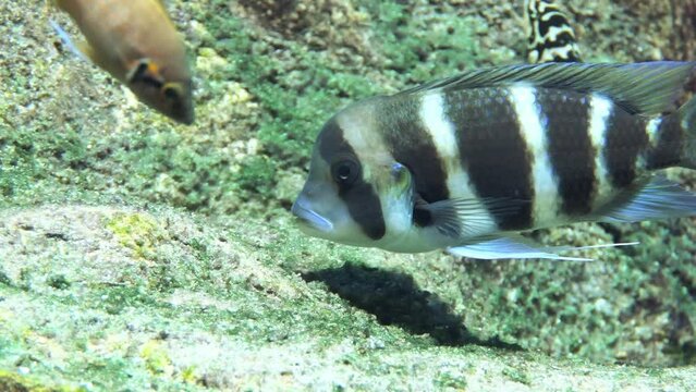 Cyphotilapia frontosa, the frontosa, is a species of fish from the cichlid family, endemic to Lake Tanganyika in East Africa.[2]